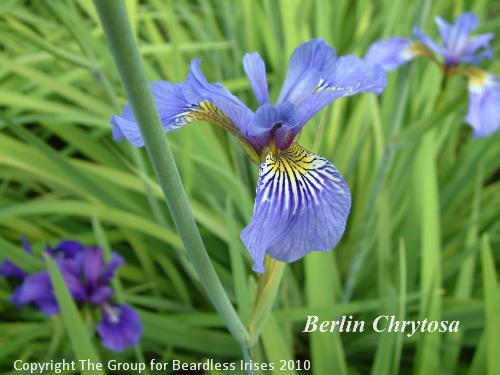 Iris Berlin Chrytosa1